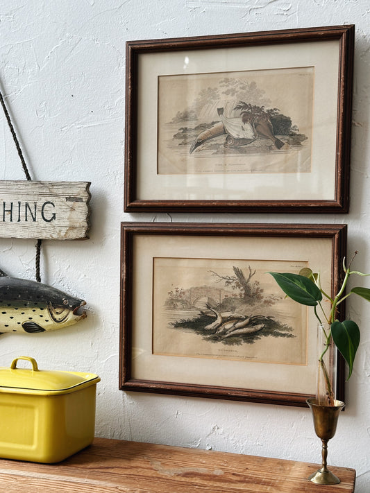 Vintage Set of 2 Fish Prints