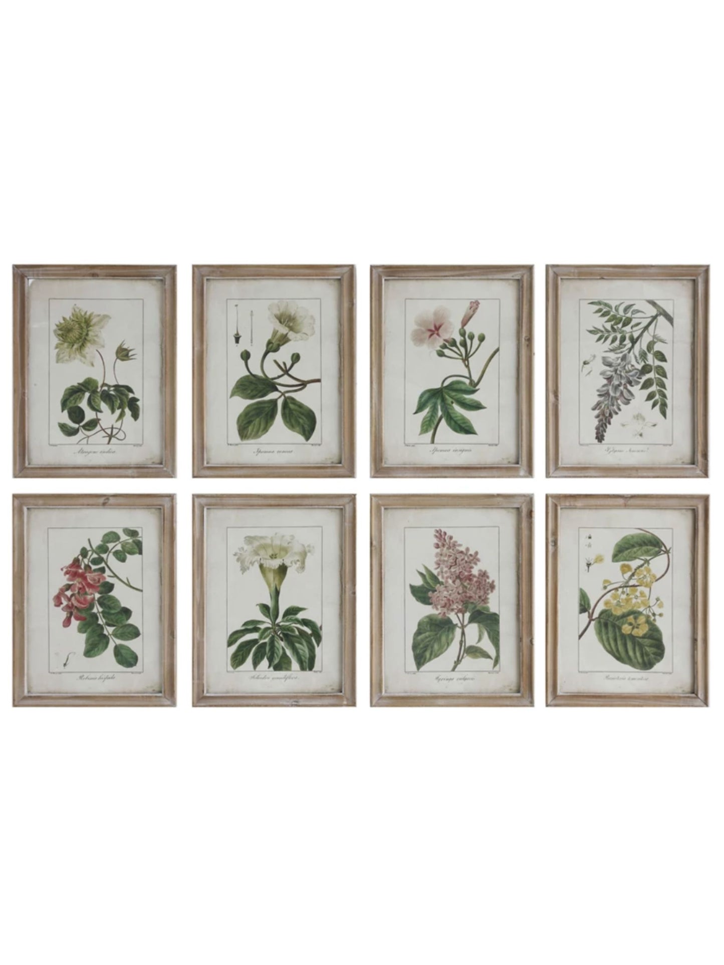 Wood Framed Vintage Botanicals (PICK UP ONLY)