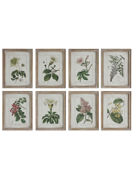 Wood Framed Vintage Botanicals (PICK UP ONLY)