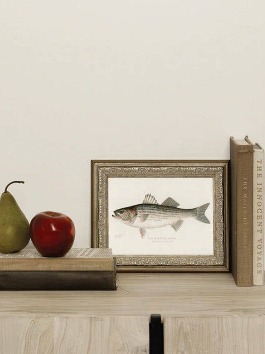 The Striped Bass Framed Picture