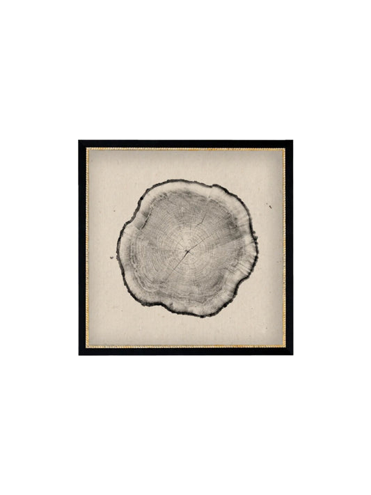 Tree Stump Framed Picture