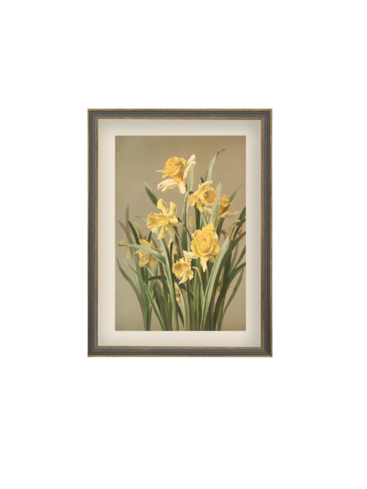 Yellow Daffodil Framed Picture