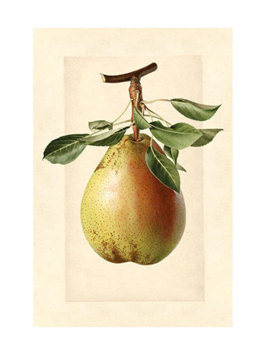9x12" Pear On The Vine Print