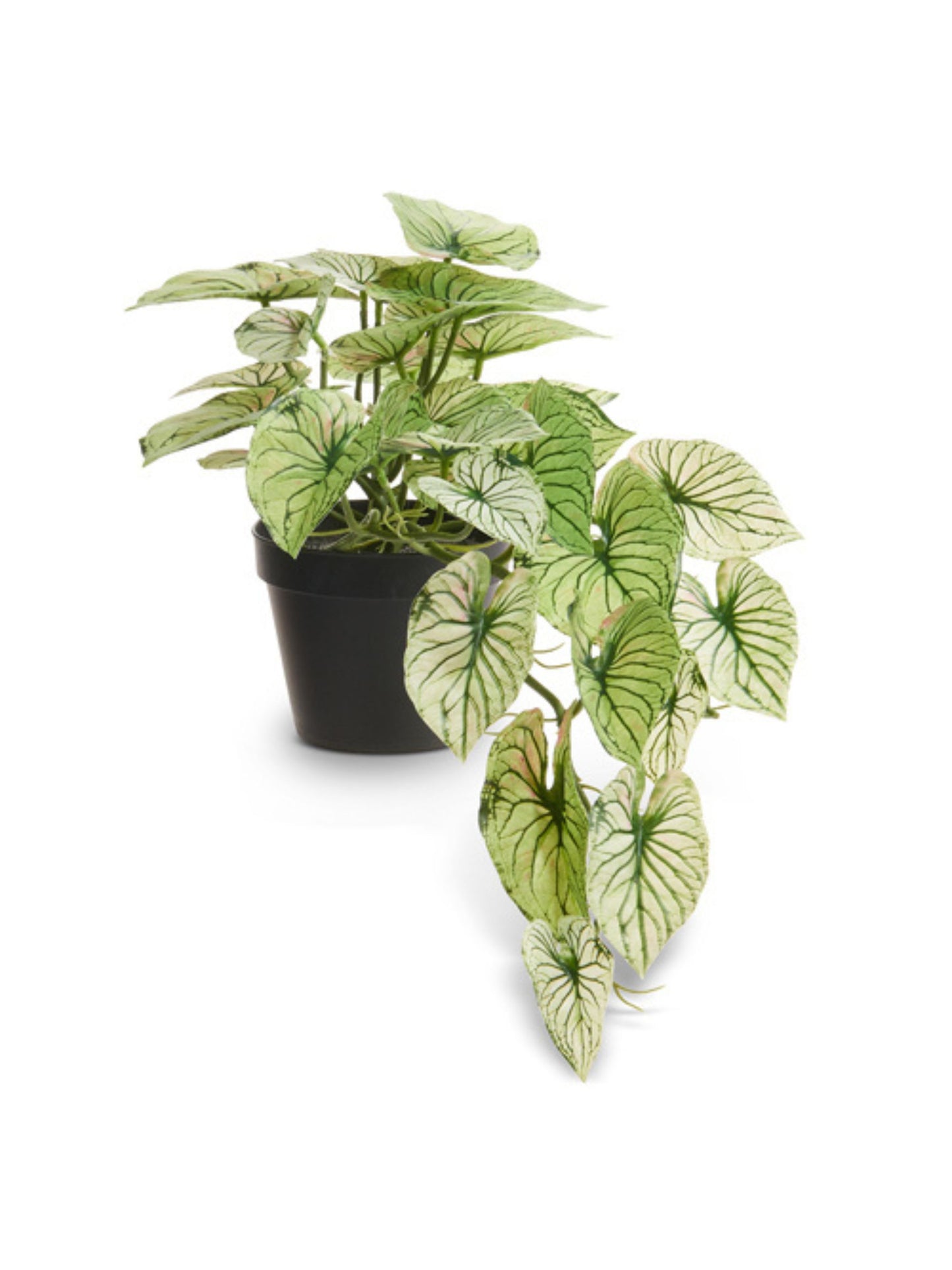 Potted Faux Candidum Caladium