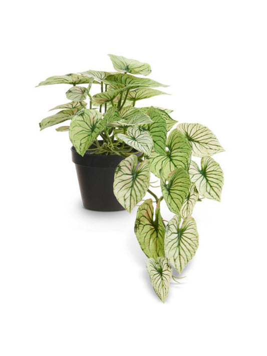 Potted Faux Candidum Caladium