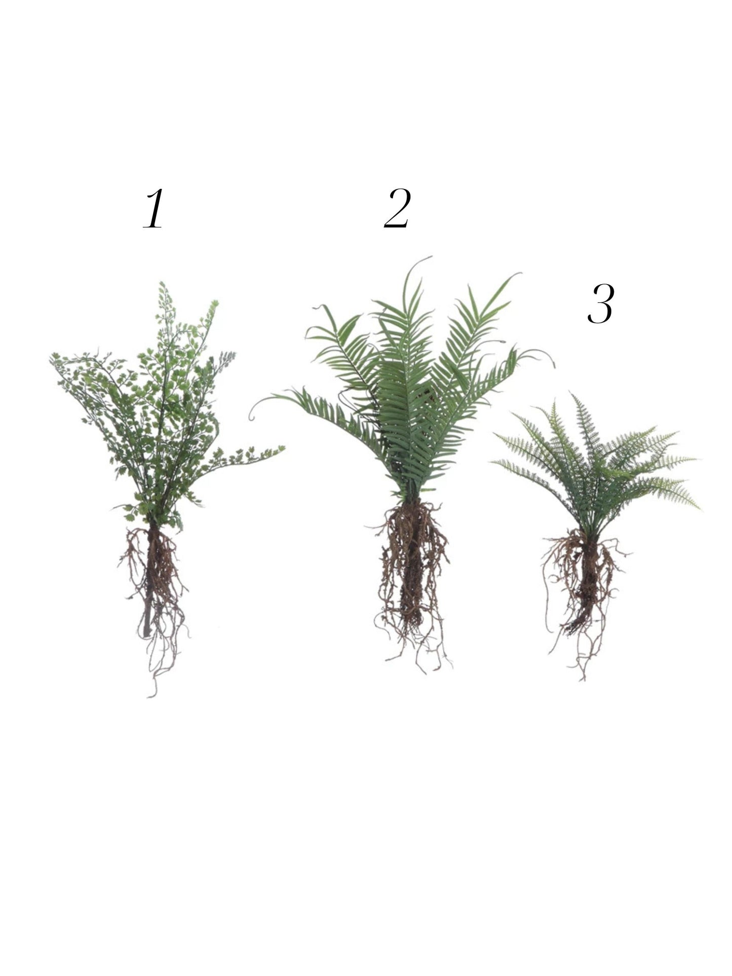 Faux Fern with Exposed Roots, 3 Styles
