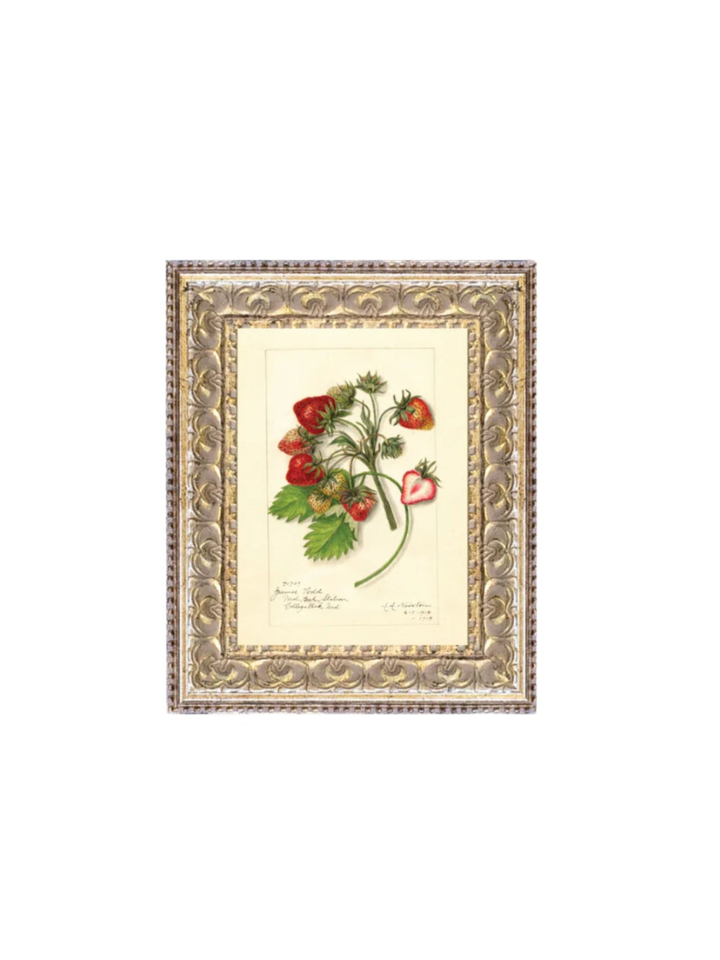 Study of Strawberries