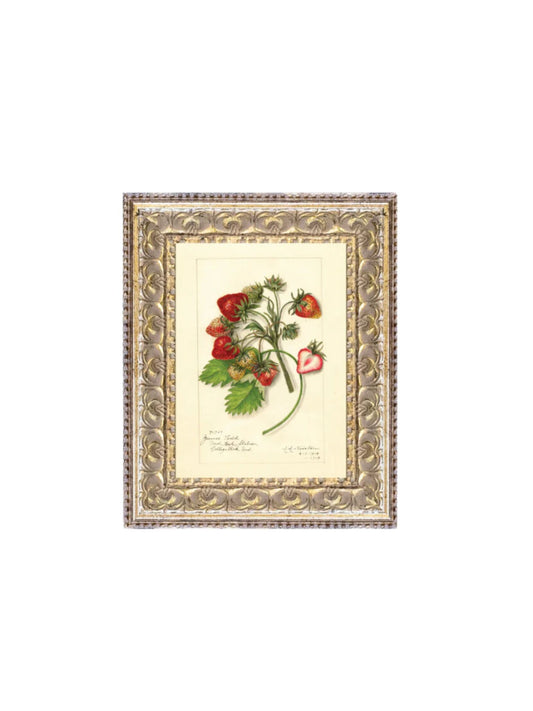 Study of Strawberries