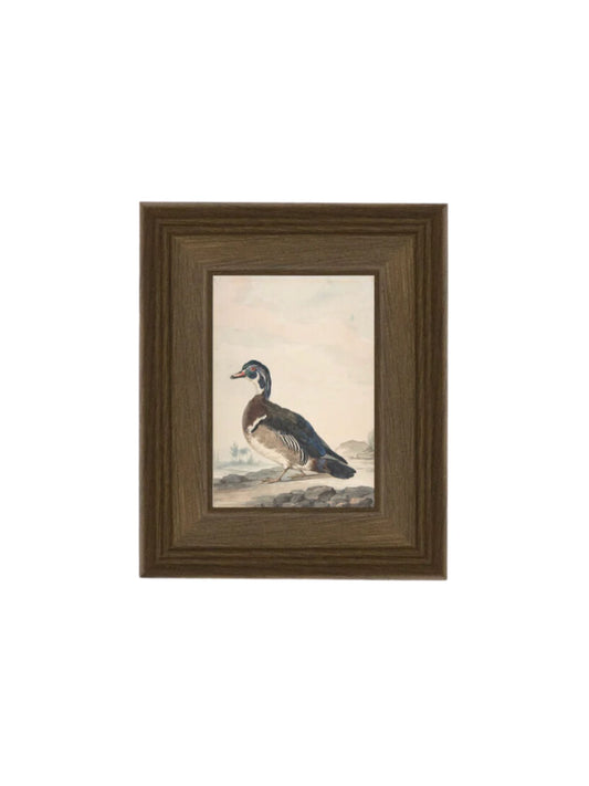 A Duck Framed Picture