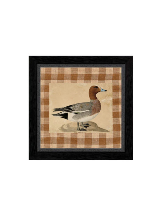 Eurasian Wigeon Framed Picture