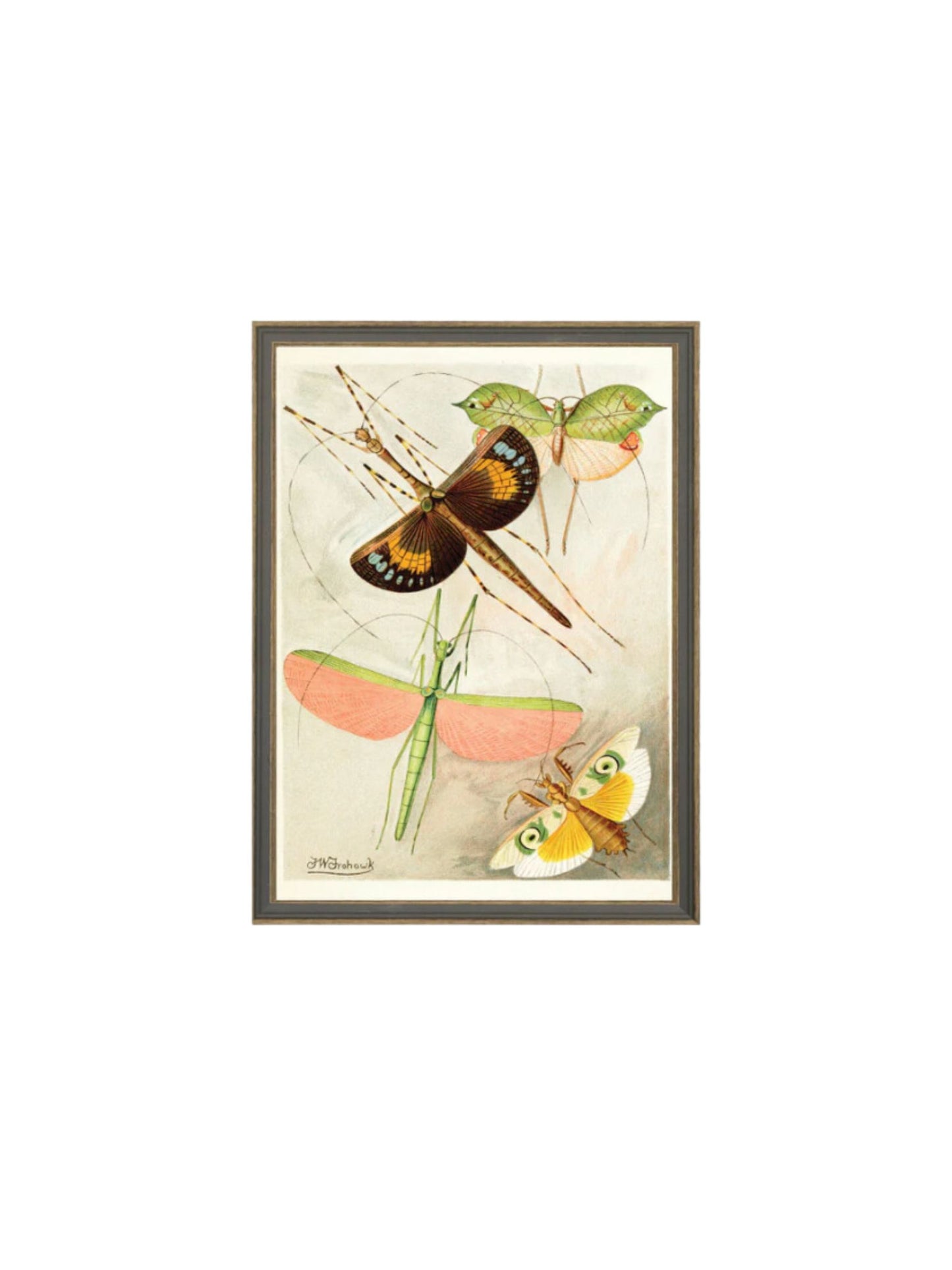 Orthoptera Framed Picture