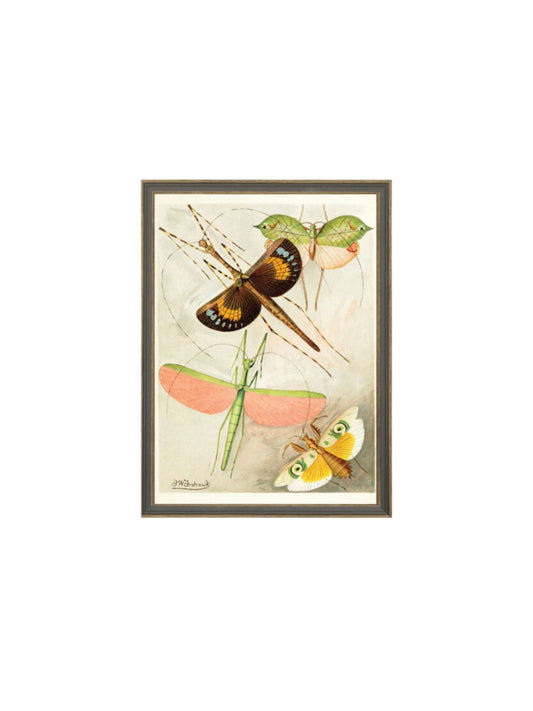 Orthoptera Framed Picture