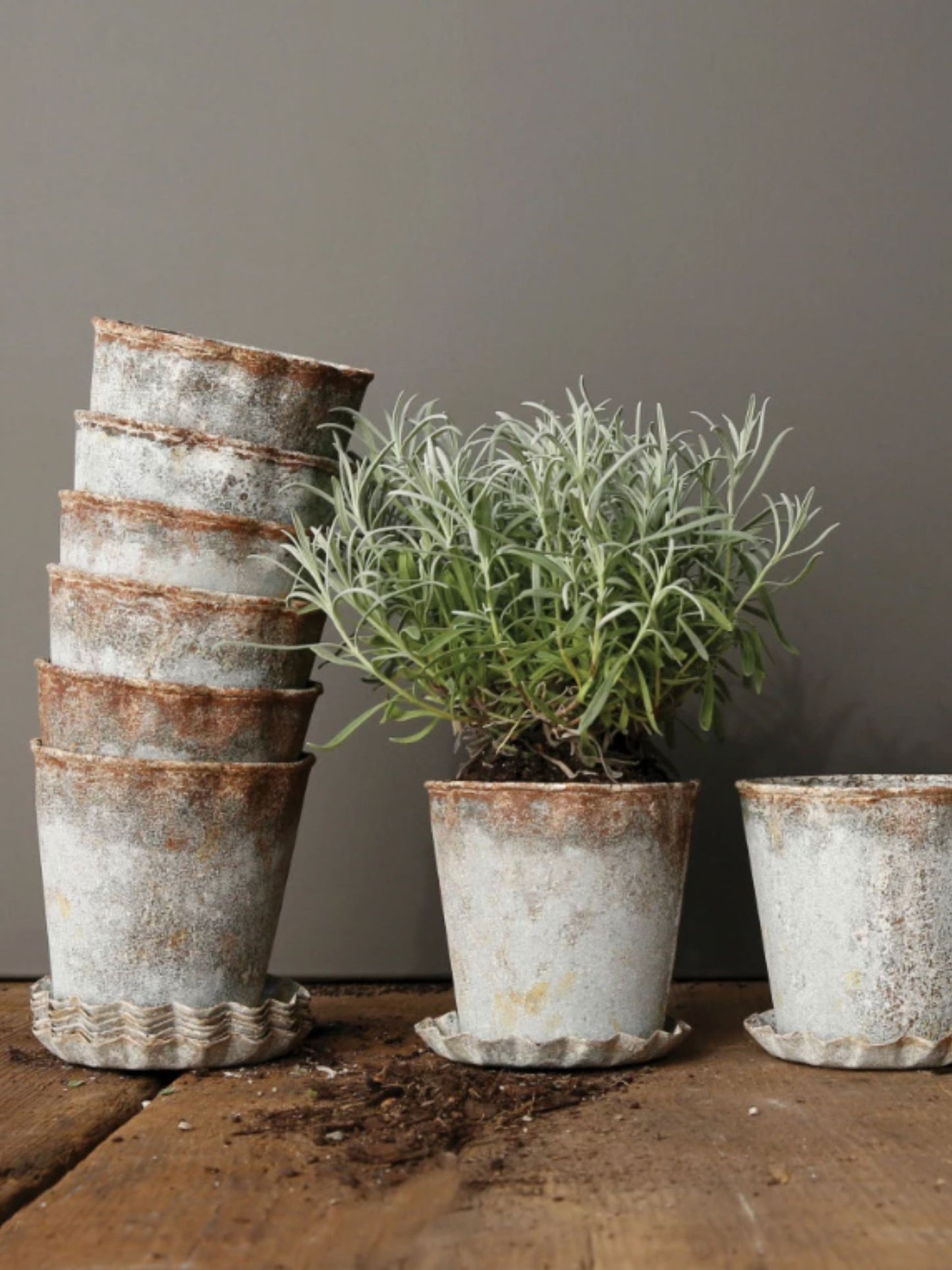 Distressed Metal Planter with Pleated Saucer