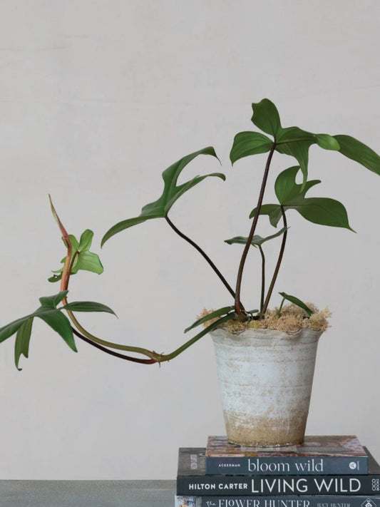 Terra-cotta Planter w/ Ruffled Edge, Distressed Finish - Pick Up Only