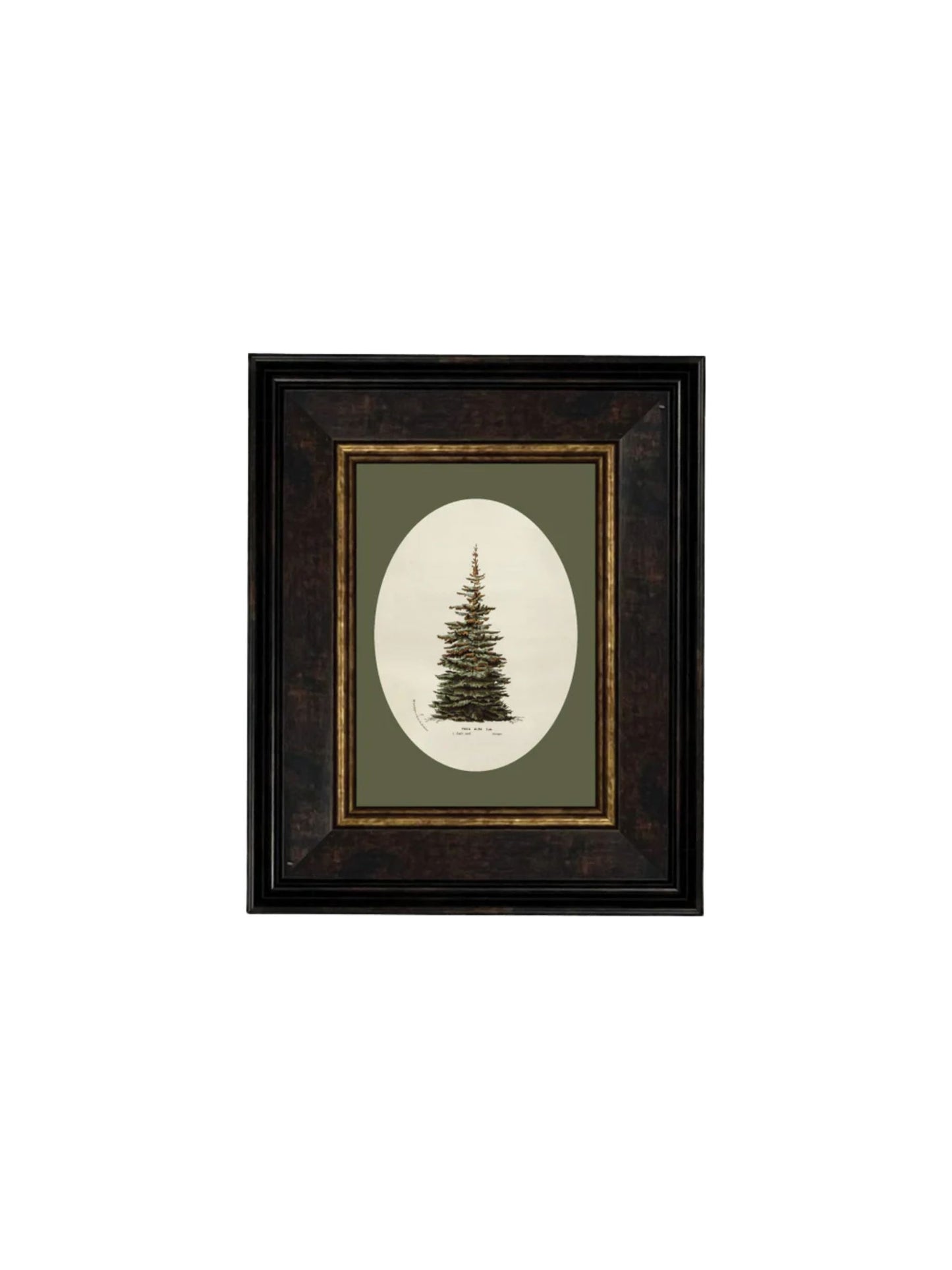 Oval Matte Tree Framed Picture