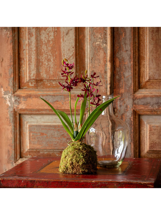 Maroon Mini Orchid Small Moss Ball
