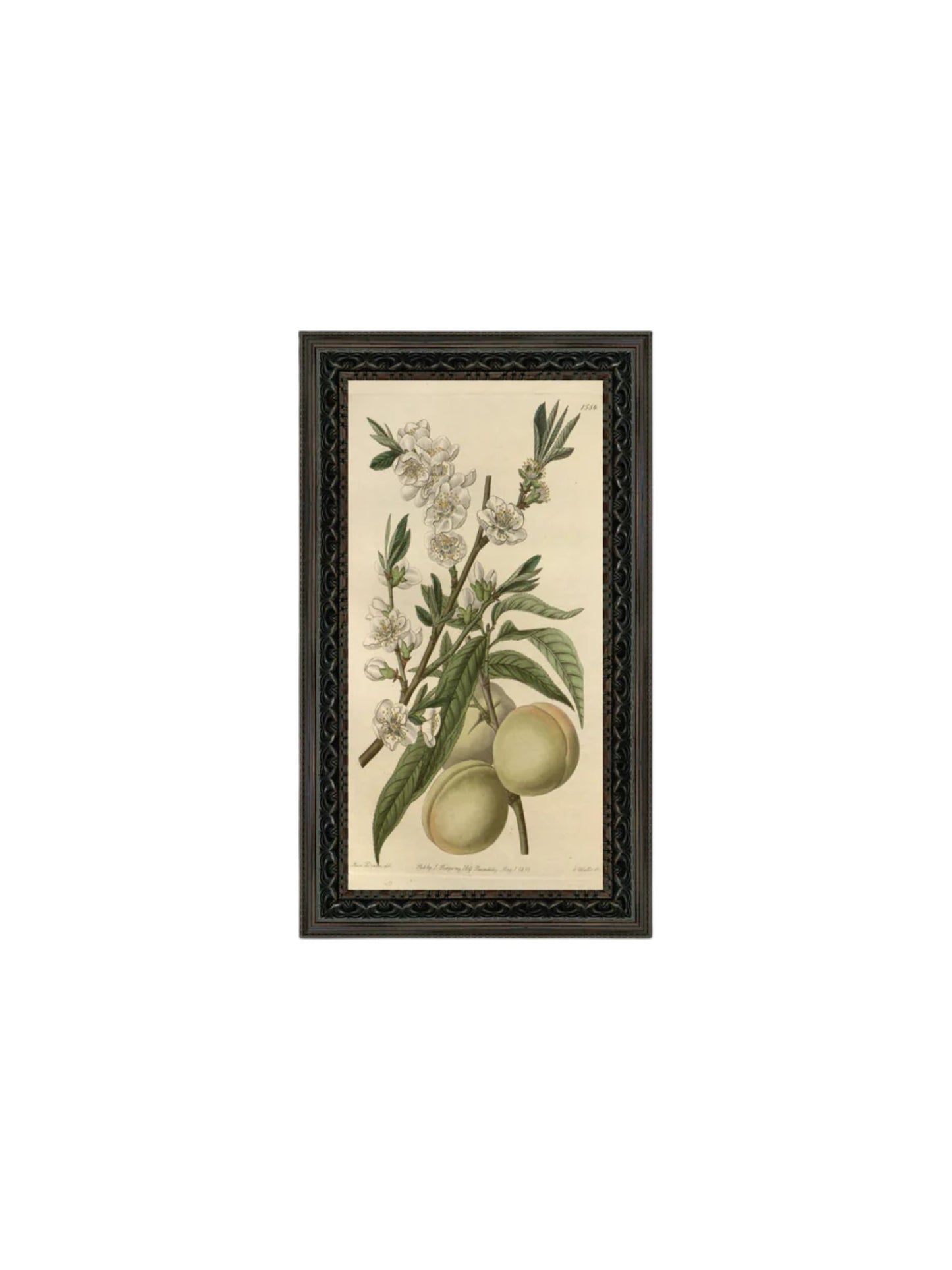 The White Peach Framed Picture - 7x12