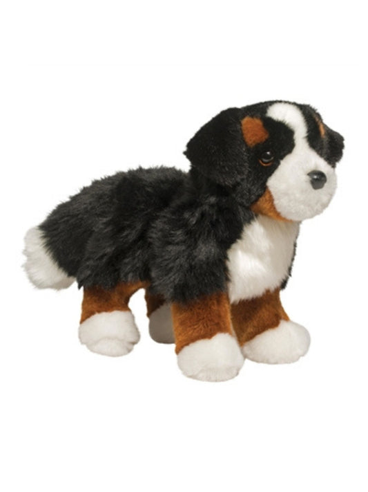 Stevie the Bernese Mountain Dog