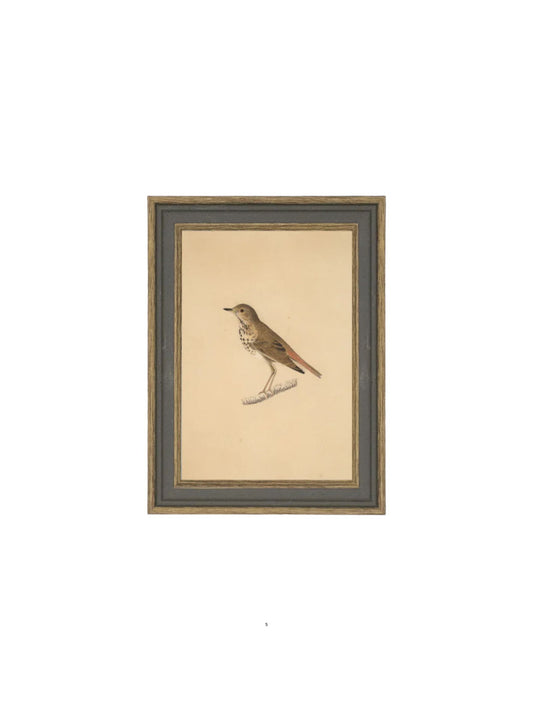 Bird Framed Picture