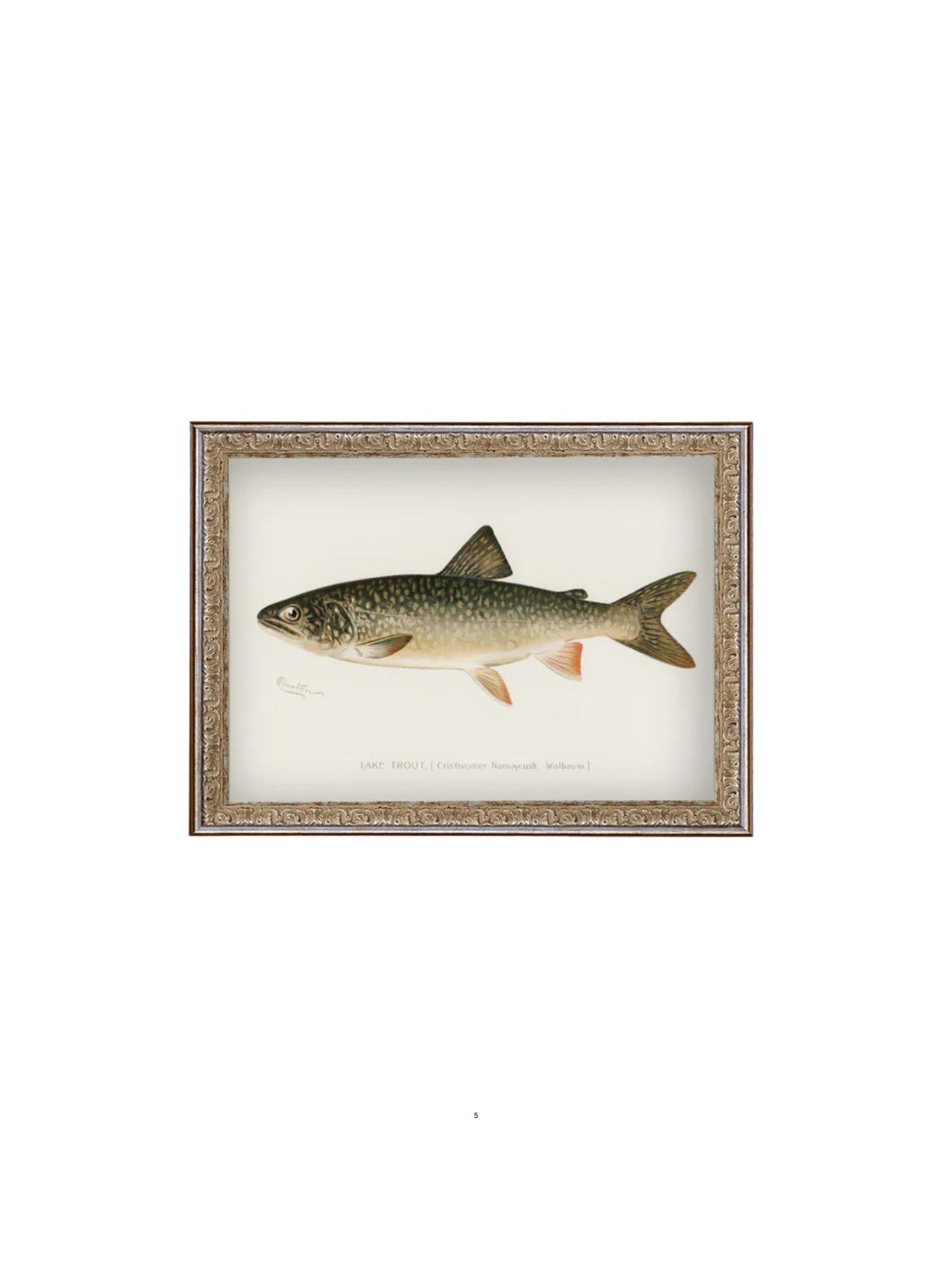 Lake Trout Framed Picture