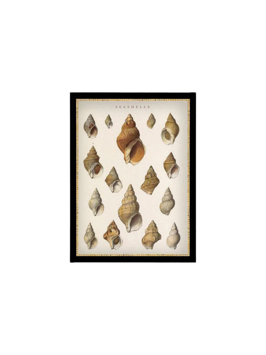 Seashells Conch Framed Picture