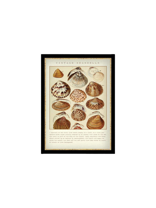 Seashells Framed Picture (Pick-Up ONLY)