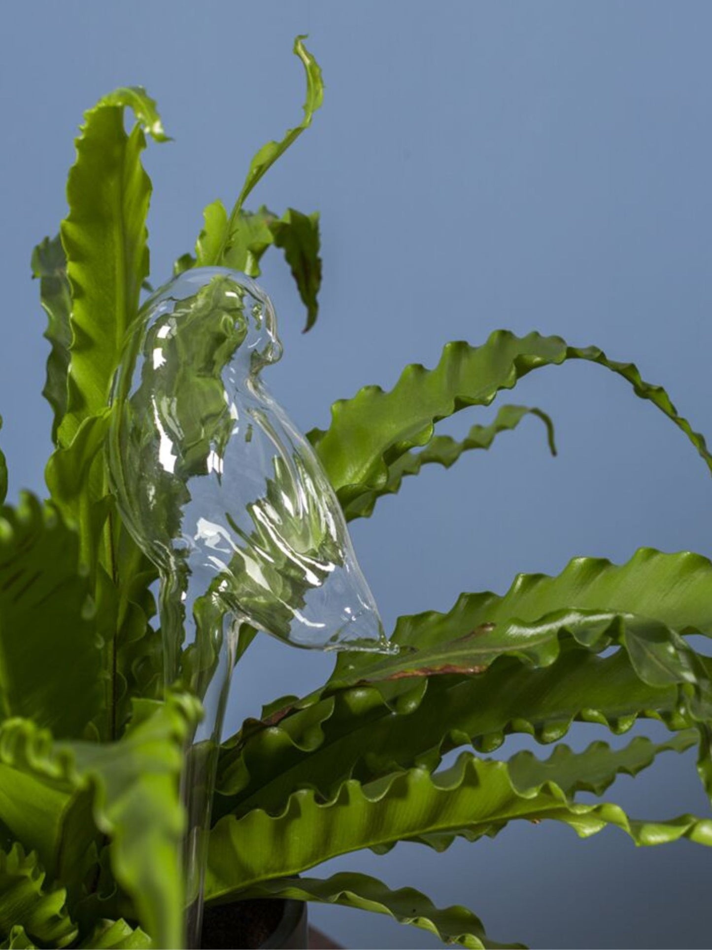 Bird Trickle Watering Tub (Pick-Up ONLY)