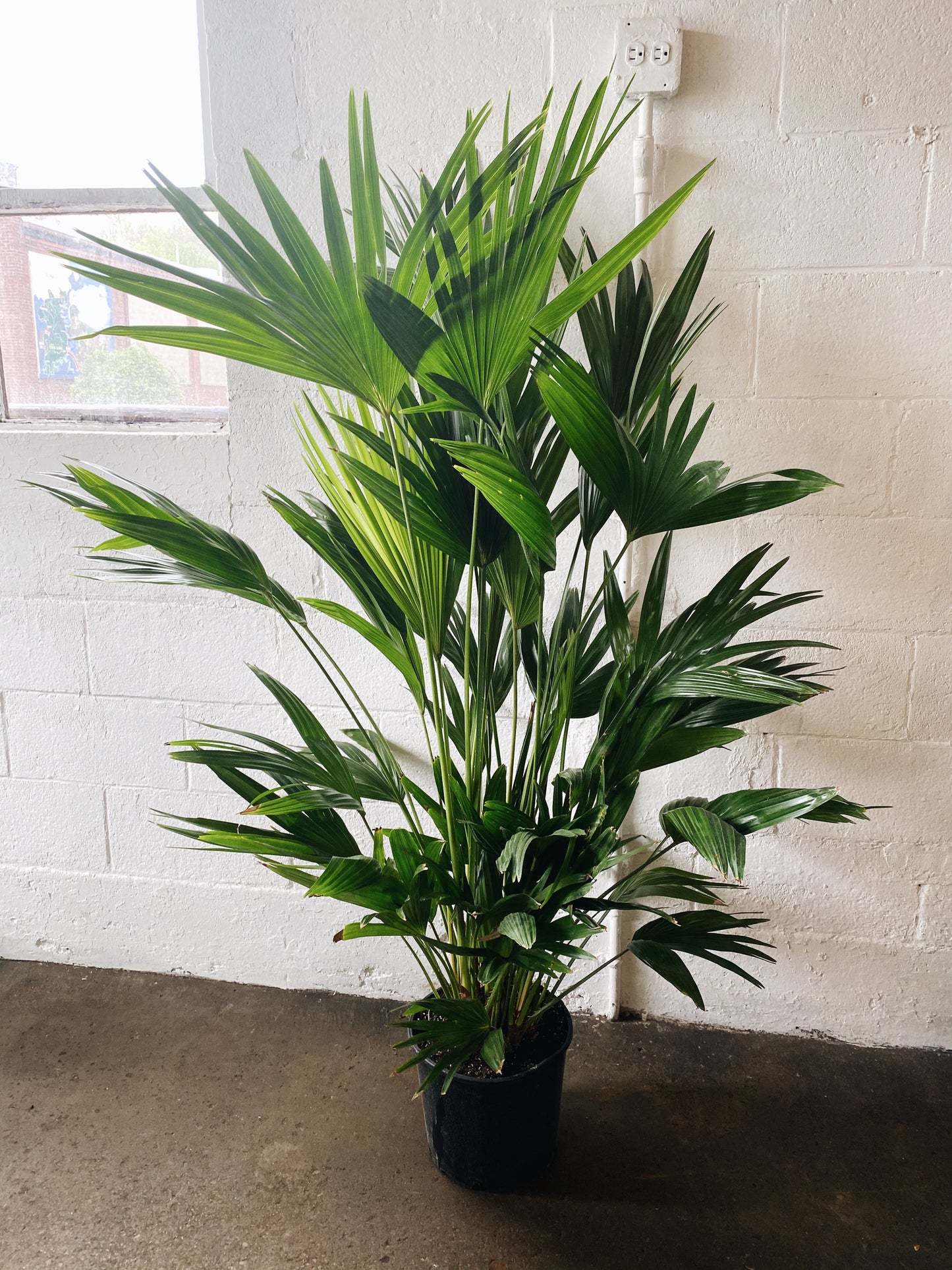 10" Chinese Fan Palm