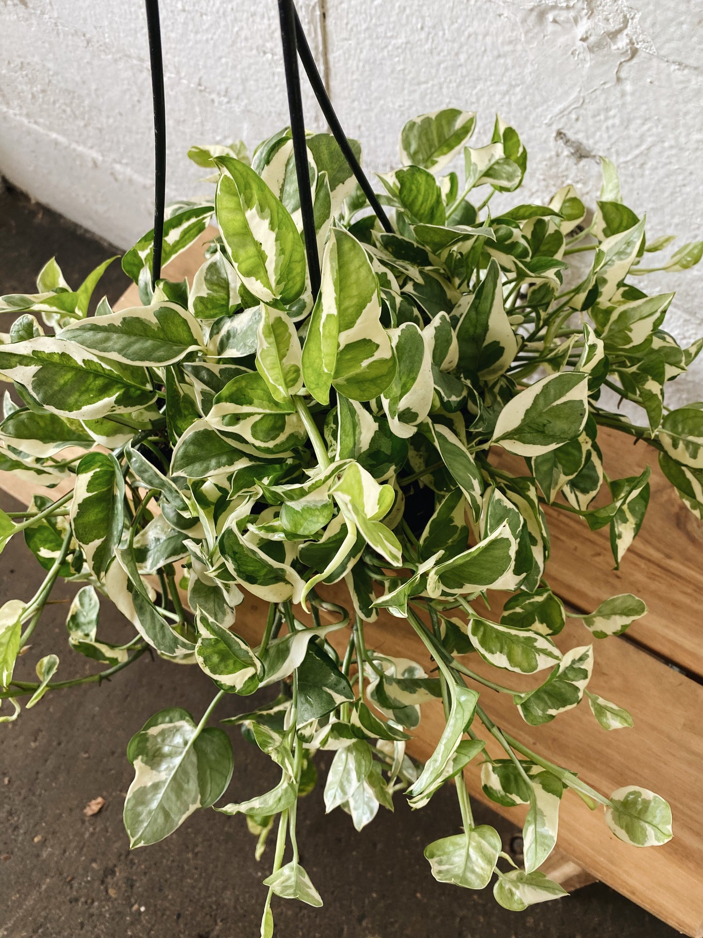 8" Pearls & Jade Hanging Basket