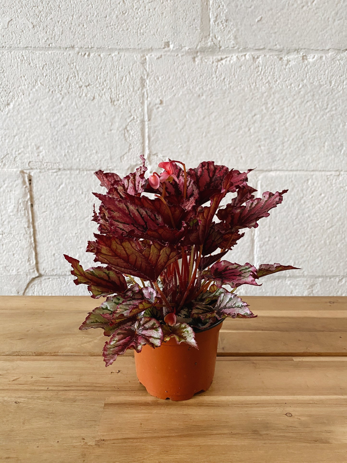 4" Rex Begonia (pink)