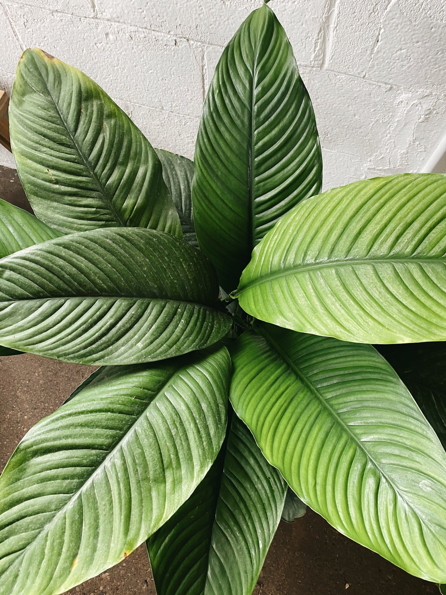 10" Sensation Spathiphyllum