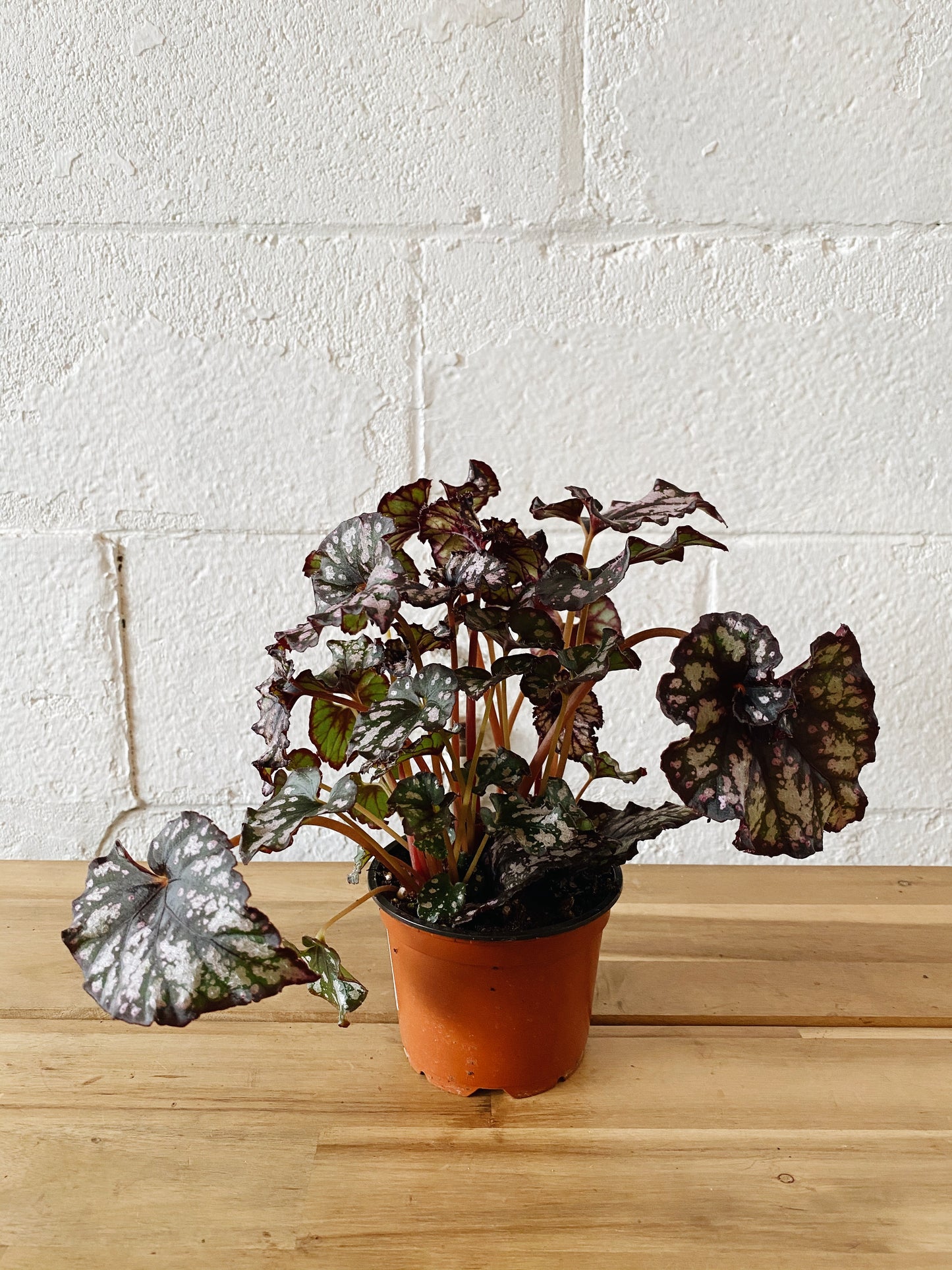 4" Rex Begonia (Purple)