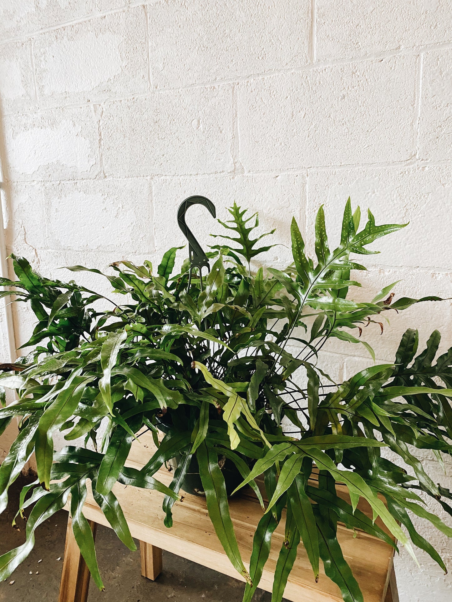 10" Aglamorpha Hanging Basket