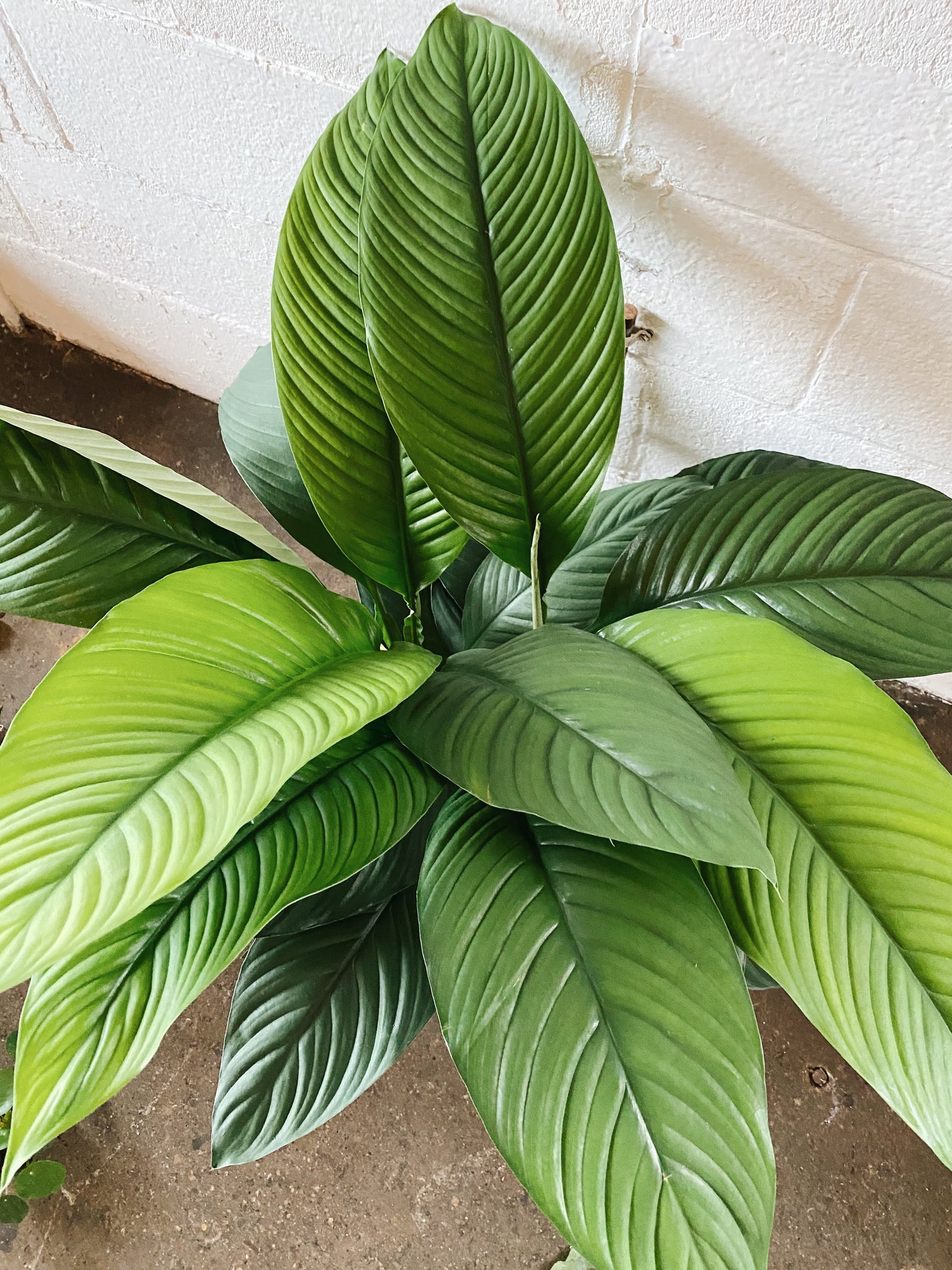 10" Spathiphyllum Sensation Plant