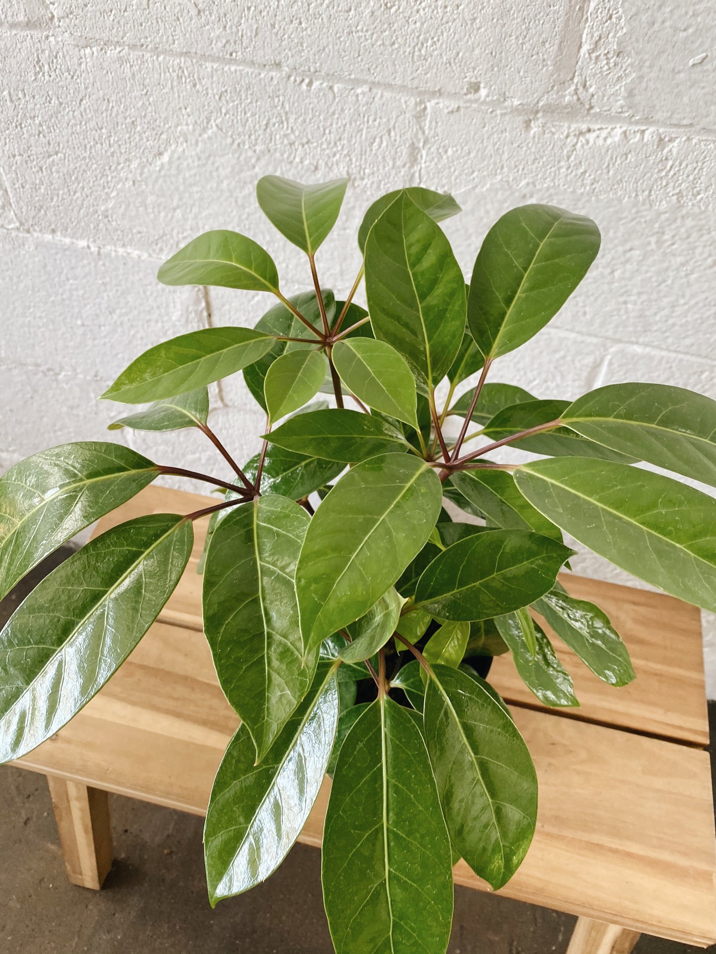 6" Amate Schefflera