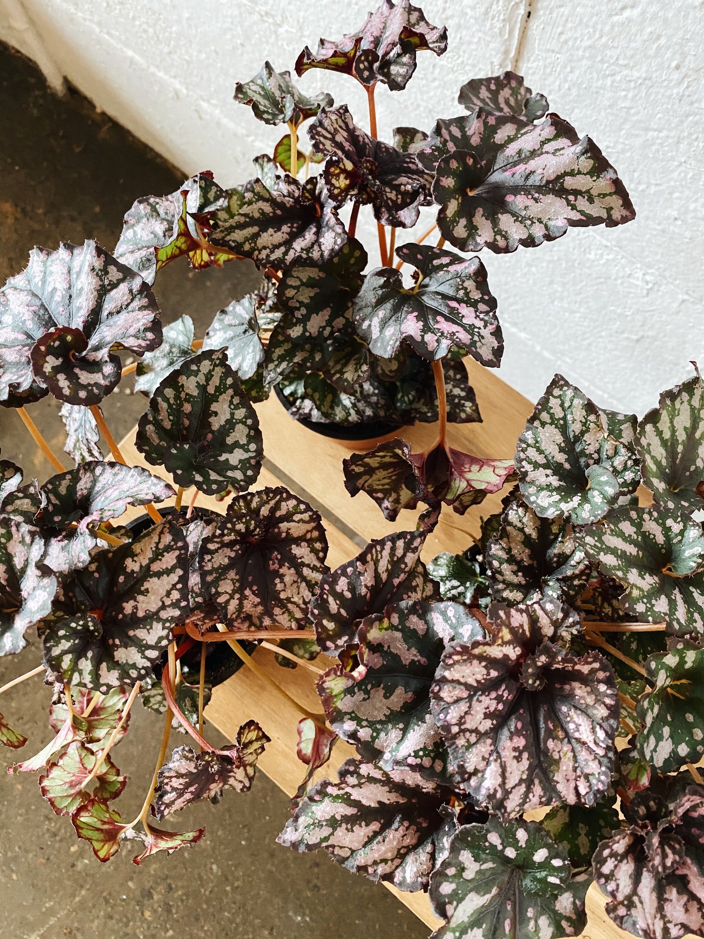 4" Rex Begonia (Purple)