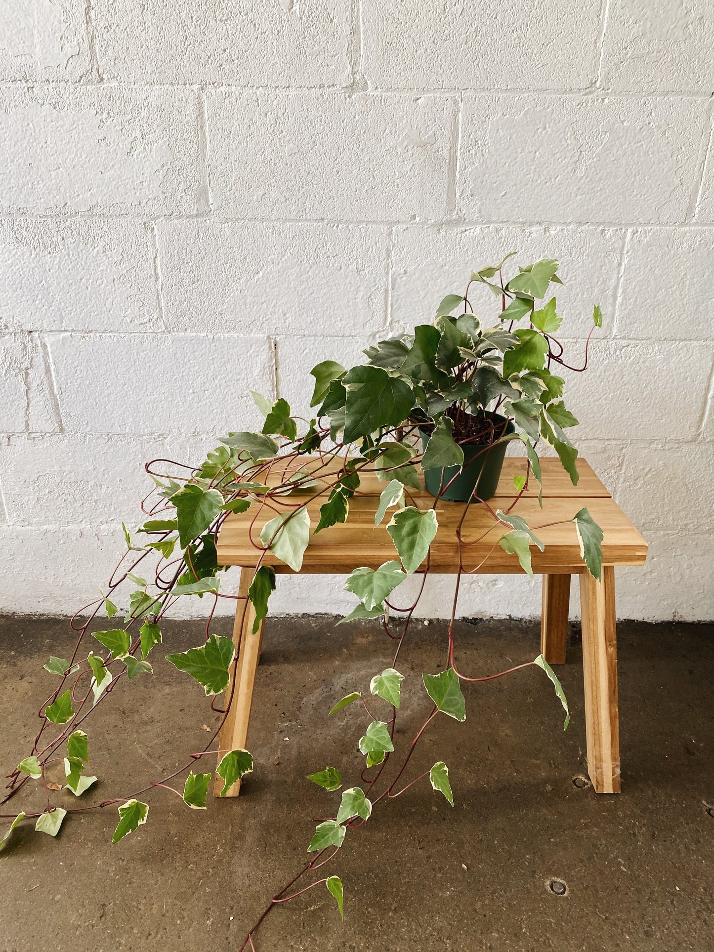 6" Ivy Plant