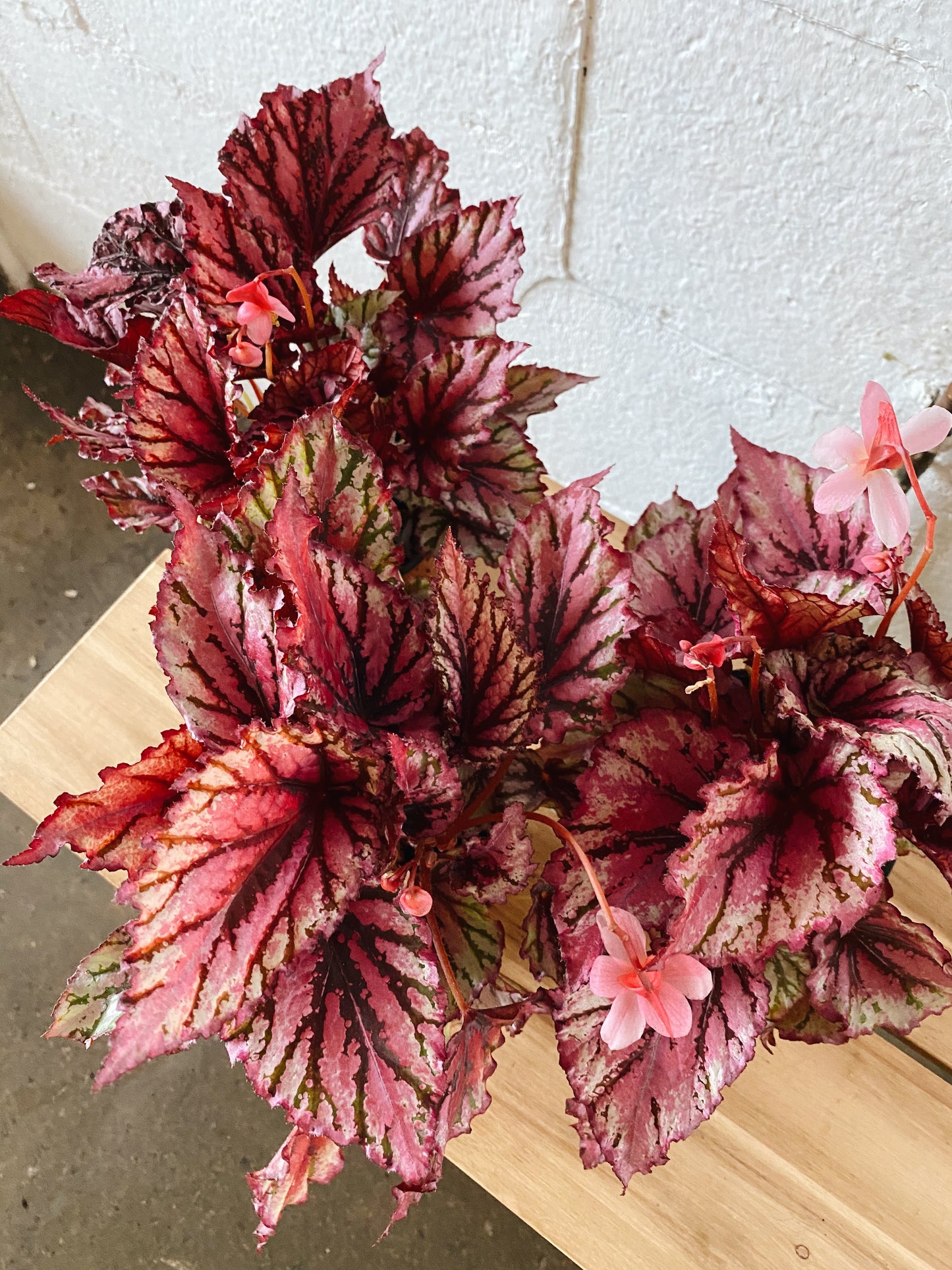 4" Rex Begonia (pink)