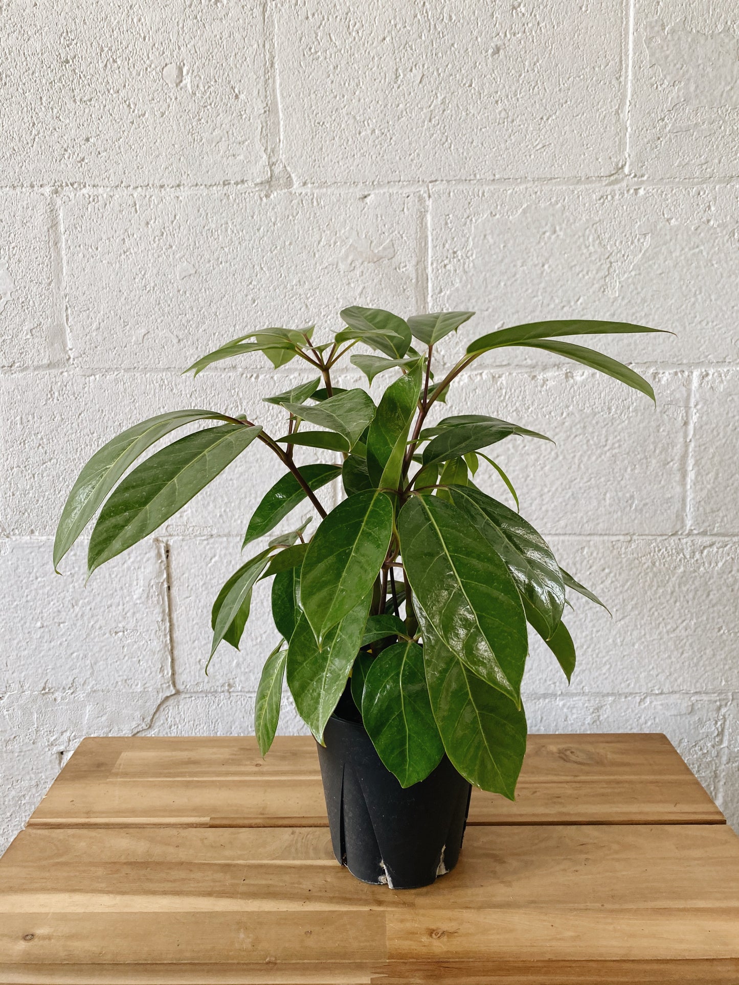6" Amate Schefflera