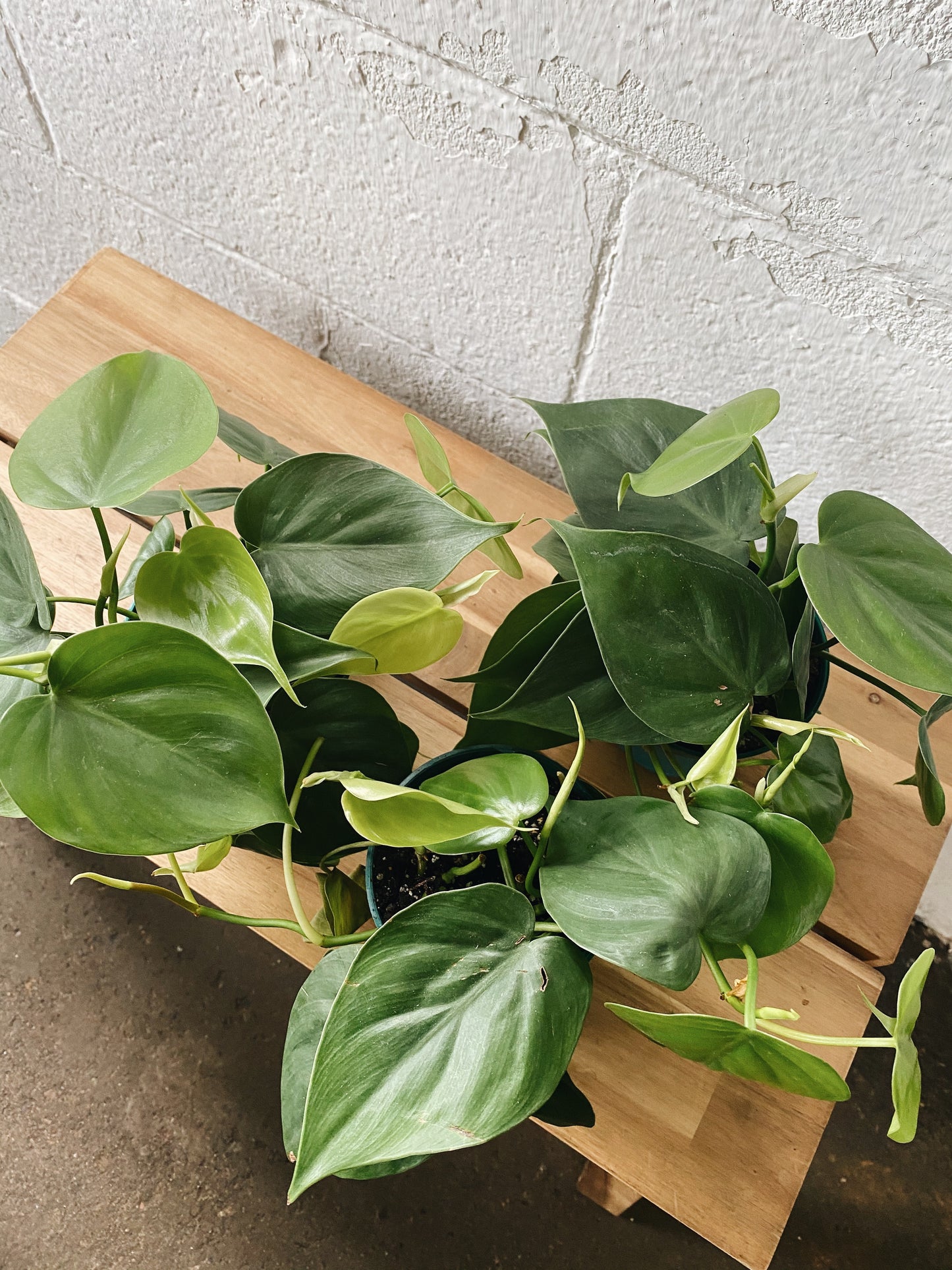 4" Philodendron Green