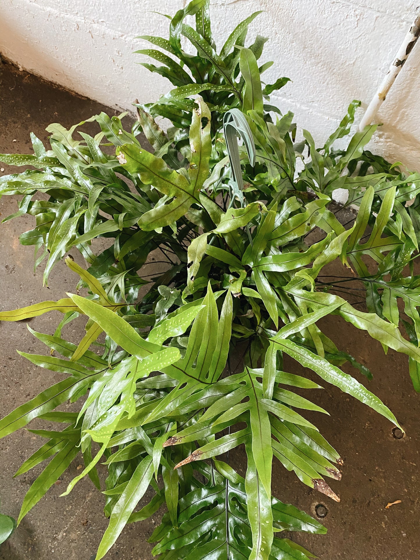 10" Aglamorpha Hanging Basket