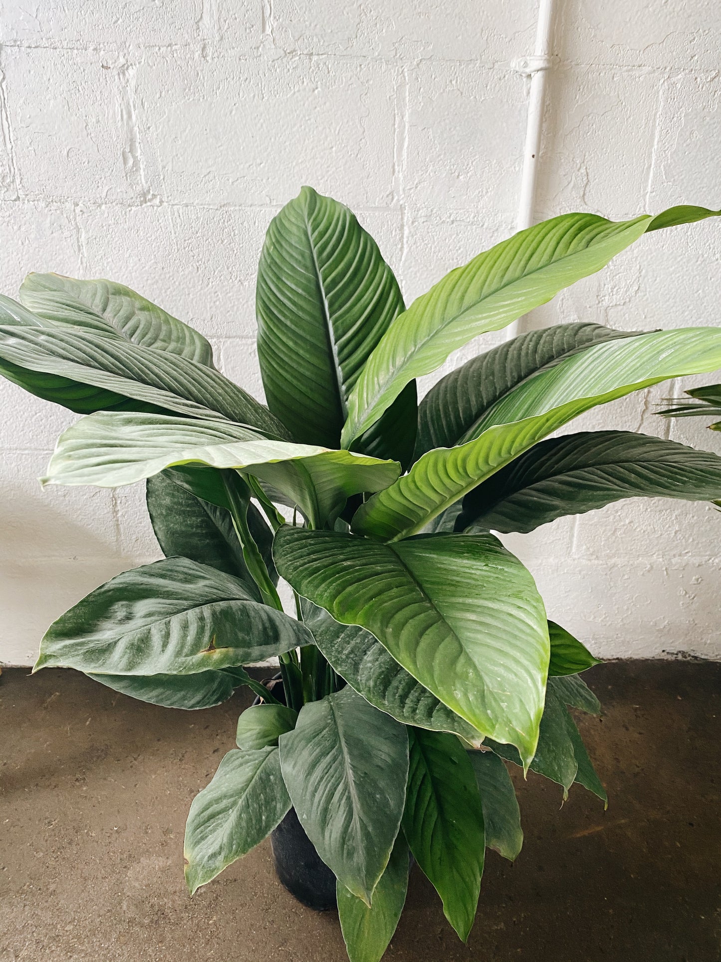 10" Sensation Spathiphyllum