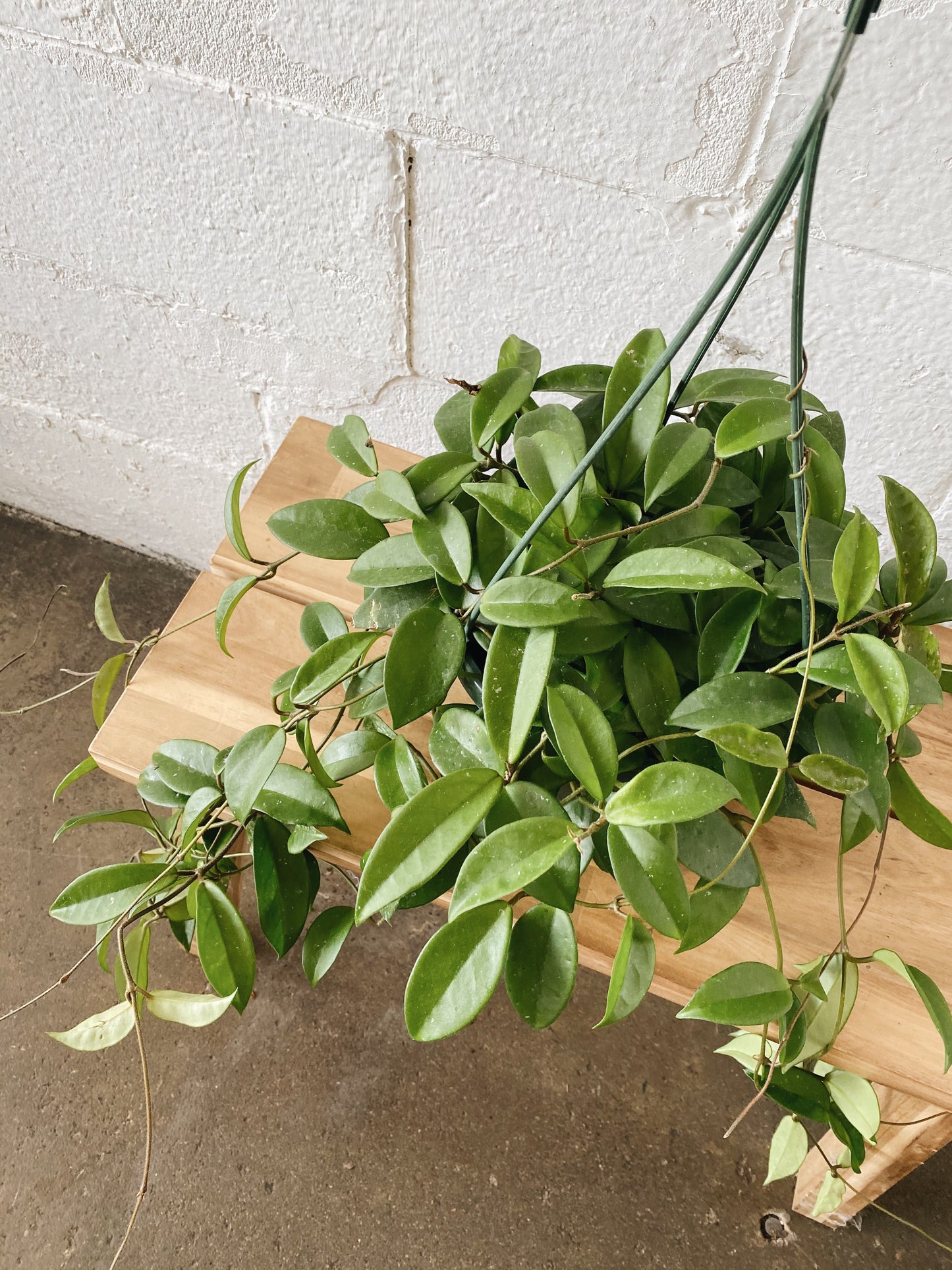 8" Hoya Hanging Basket