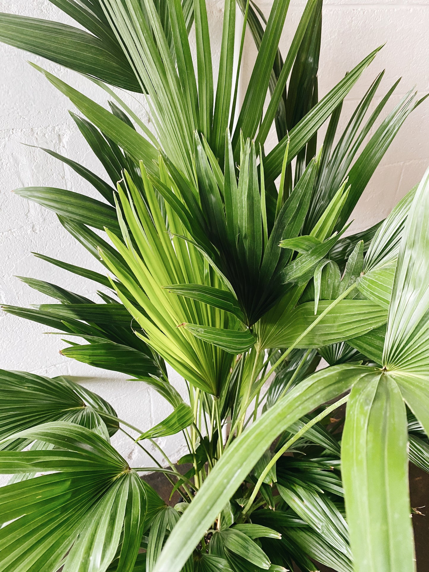 10" Chinese Fan Palm