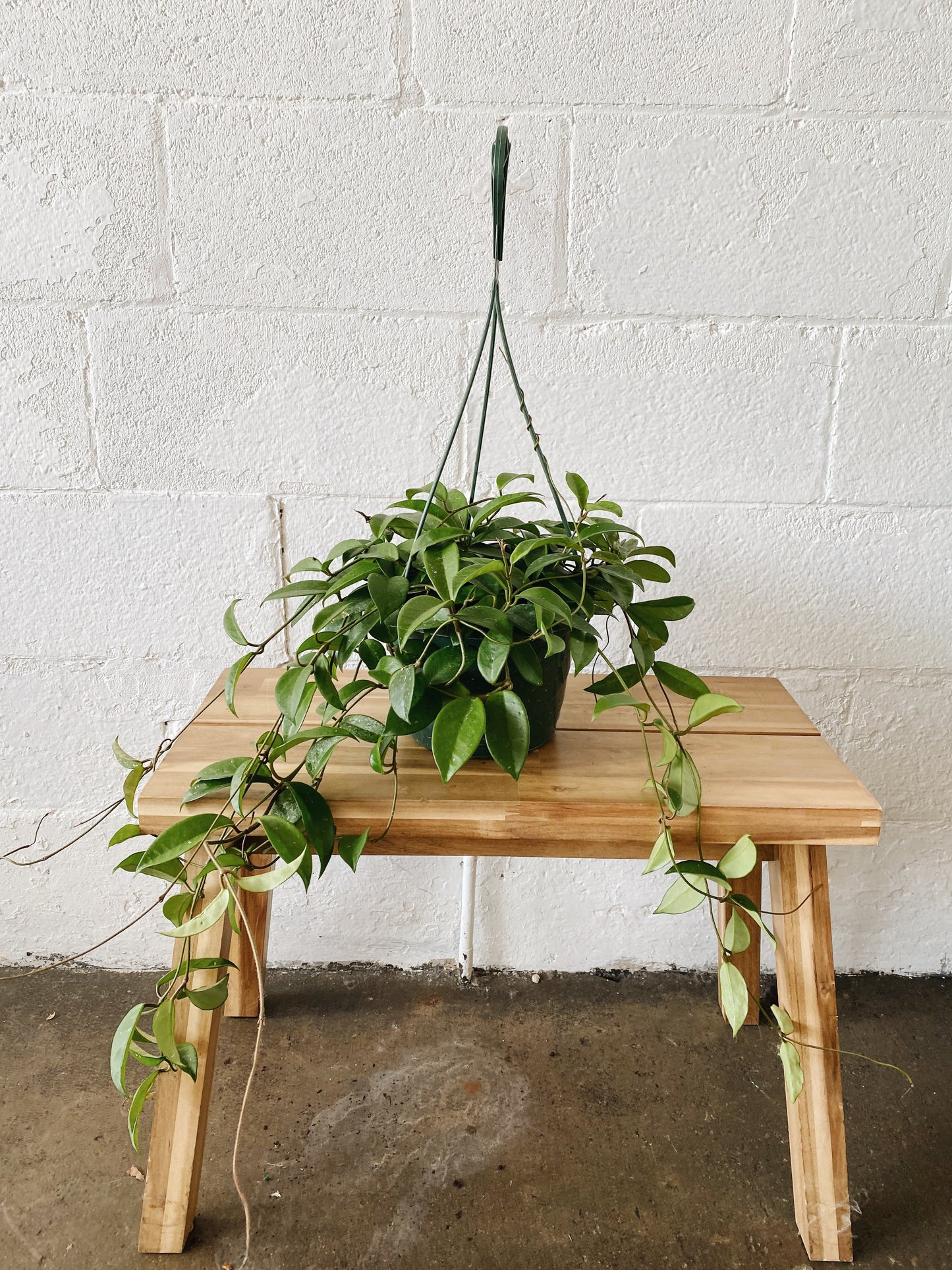 8" Hoya Hanging Basket