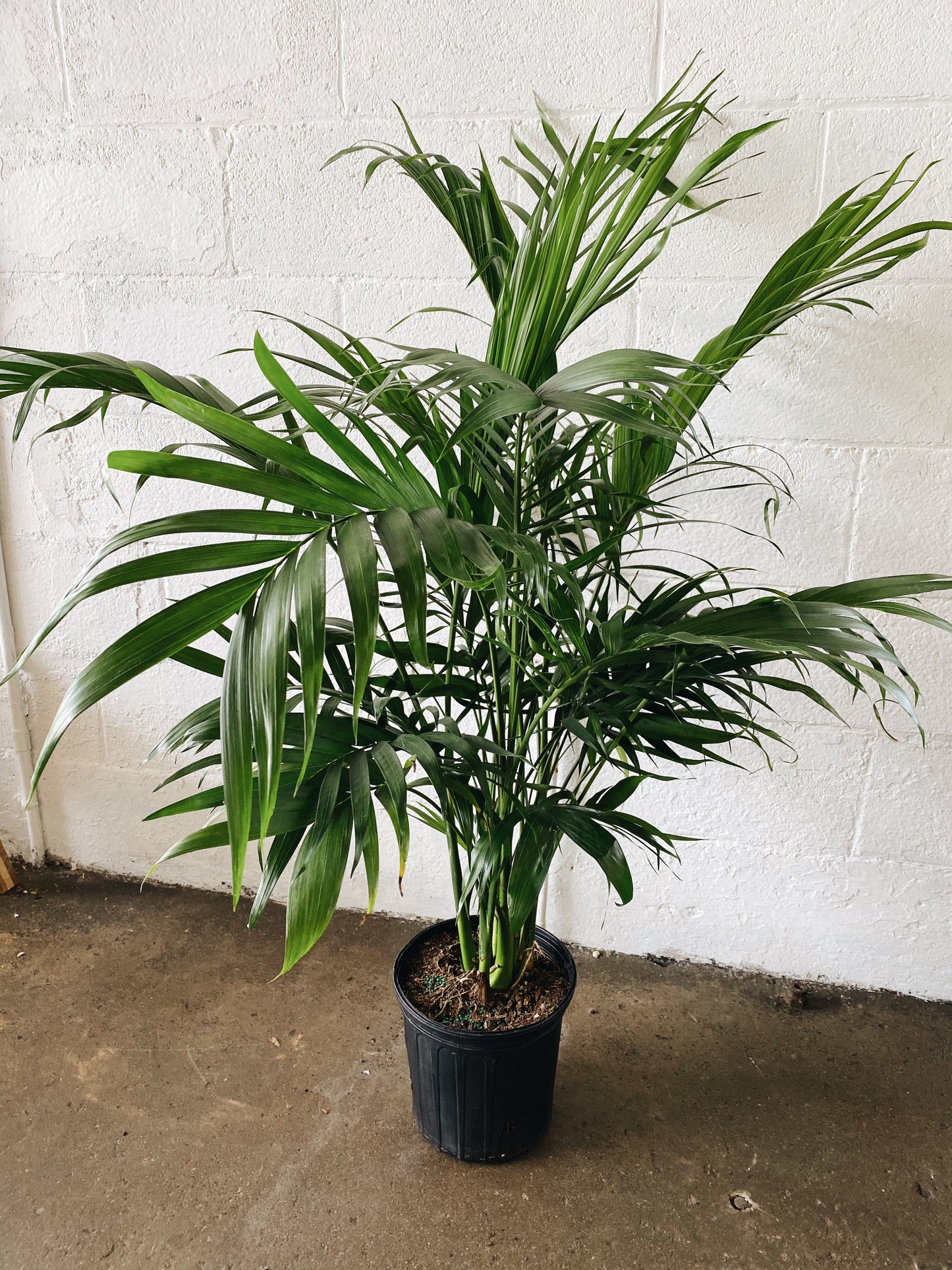 8" Majesty Palm