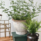Vintage Large Planter - Pick Up Only