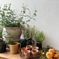 Vintage Large Planter - Pick Up Only