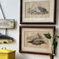 Vintage Set of 2 Fish Prints