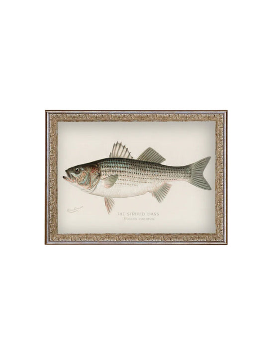 The Striped Bass Framed Picture